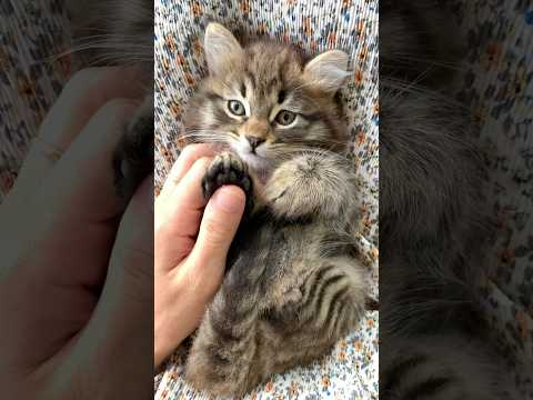 Sometimes you just need to boop a cat #shorts