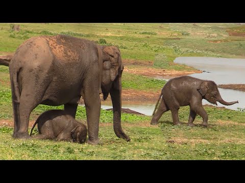 Newborn baby elephants are adapted to their lifestyle by mother elephants | Jungle Animals |Wildlife