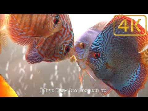 Top 3 foods for Discus Fish  (my Favorites)