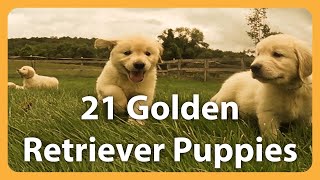 21 Adorable Golden Retrievers Puppies Play in a Field