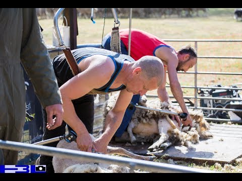 Schaap & Scheer festijn bij Kapellerput