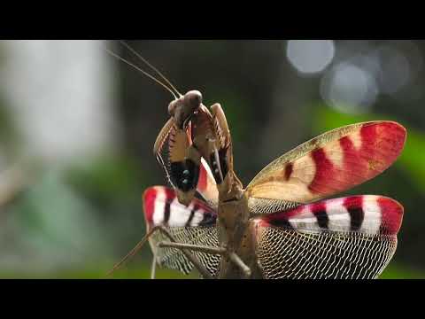 カメルーン　EBOGO 2017　