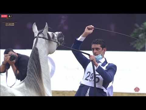 N 295 TAWKAN AL SHAQAB   23rd Qatar National Arabian Horse Show   Yearling Colts Class 6B