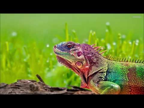 04.  Limerencia  -  Jerry Royer   (Polos opuestos)