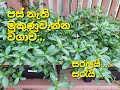 පස් නැති මුකුණුවැන්න වගාව නිර්පාංශු �