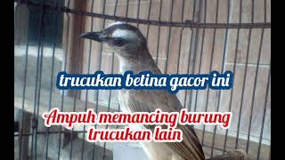 Download lagu 🔴 BURUNG TRUCUKAN BETINA RIBUT MEMANGGIL JANTAN mp3