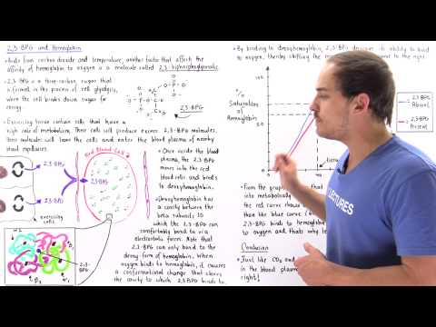 2,3 BPG and Hemoglobin