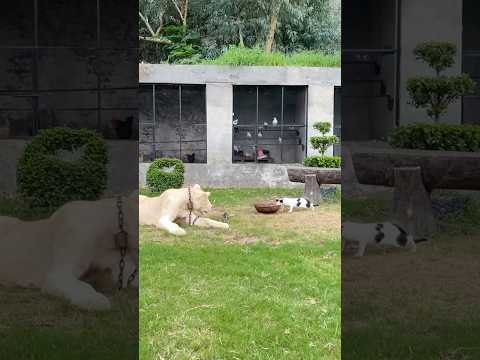 Lion kill the cat😱😭#lion #lionhub #shorts
