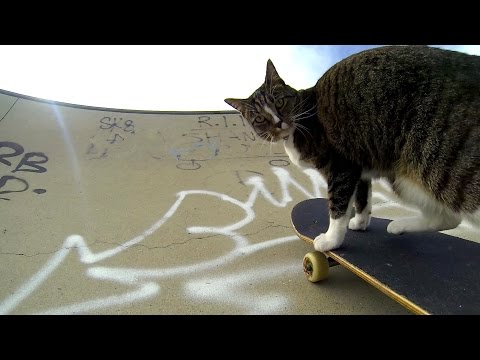 Video Collection: Amazing Animal Tricks