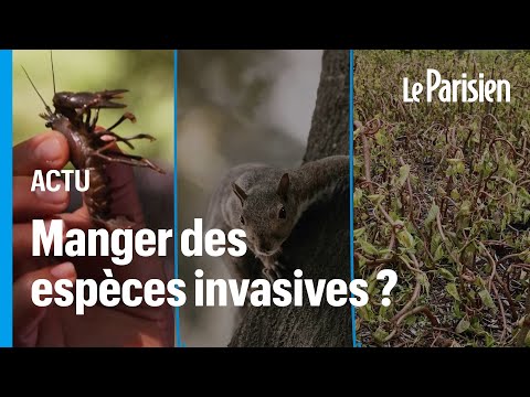 Écureuils gris, écrevisses américaines... Des espèces invasives au menu d’un restaurant à Londres