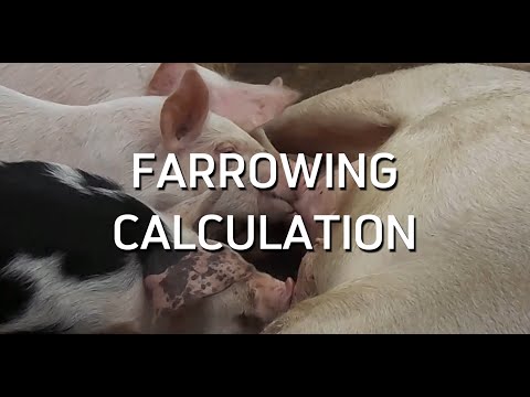 Maximize Efficiency Using A Swine Pregnancy Calculator Effectively