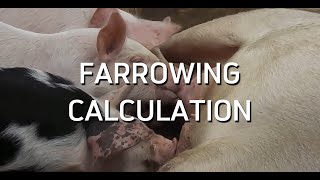 Farrowing Calculation