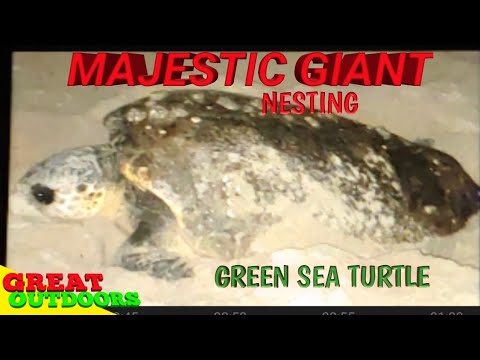 Giant Sea turtle, laying eggs, life journey.
