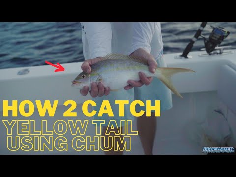 How to Chum and Fish for Yellowtail Snapper at Night