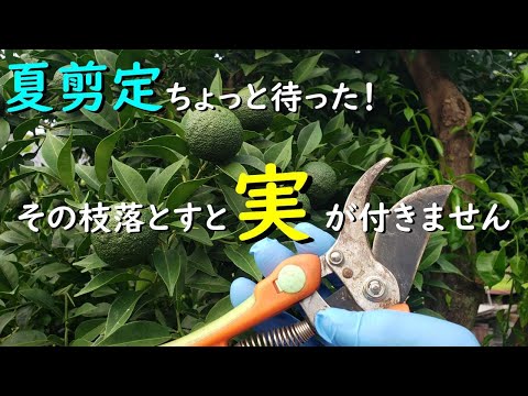 園芸 ゆず、レモン