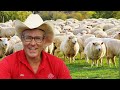 How To Use Sheep in a Permaculture System with Joel Salatin