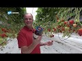 Aardbeien uitgeroepen tot 'Fruit van het jaar 2019'