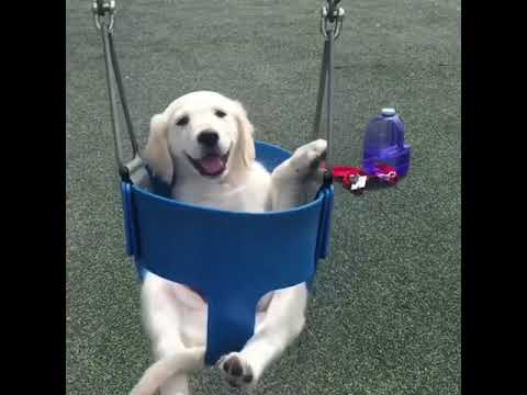 puppys happyness  love dogs ever