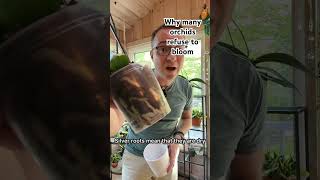 The real reason many orchids refuse to bloom.