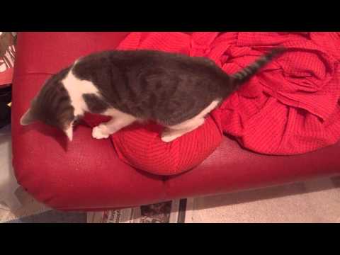 FUNNY CATS LINA & LUANA PLAYING WITH RED MATERIAL