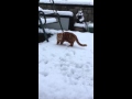 Norm Ginger Cat First Time In The Snow