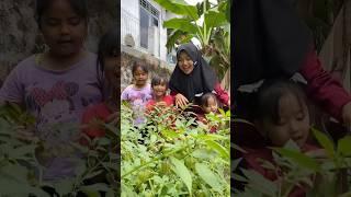 Download lagu METIK BUAH CIPLUKAN mp3