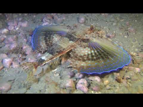 Dactylopterus volitans