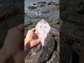 A Happy Ending Watch The Inspiring Rescue Of These Stingray Fish Shorts