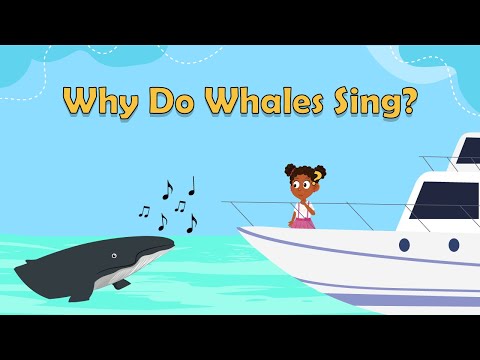 Why Do Whales Sing? - Animal Facts for Kids - Science Facts For Kids - What Is A Whale Song?