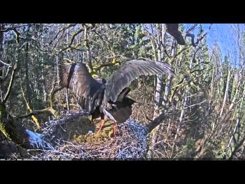 15h26m melnais starkis  mating