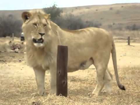 Lion chases car