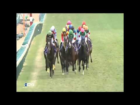 2015.12.27 Arima Kinen (The Grand Prix)(JPN) - Gold Actor