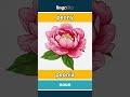 peony - peonía video thumbnail