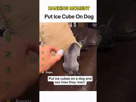 Dogs being idiots part 321 😂| Funny dogs compilation #funnydog #funnypet #cutedog #dog #dogsworld