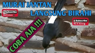 Download lagu Pancingan Murai Betina Birahi || 👍 Ternak Murai Batu Agar Cepat Kawin mp3 Download lagu Pancingan Murai Betina Birahi || 👍 Ternak Murai Batu Agar Cepat Kawin mp3