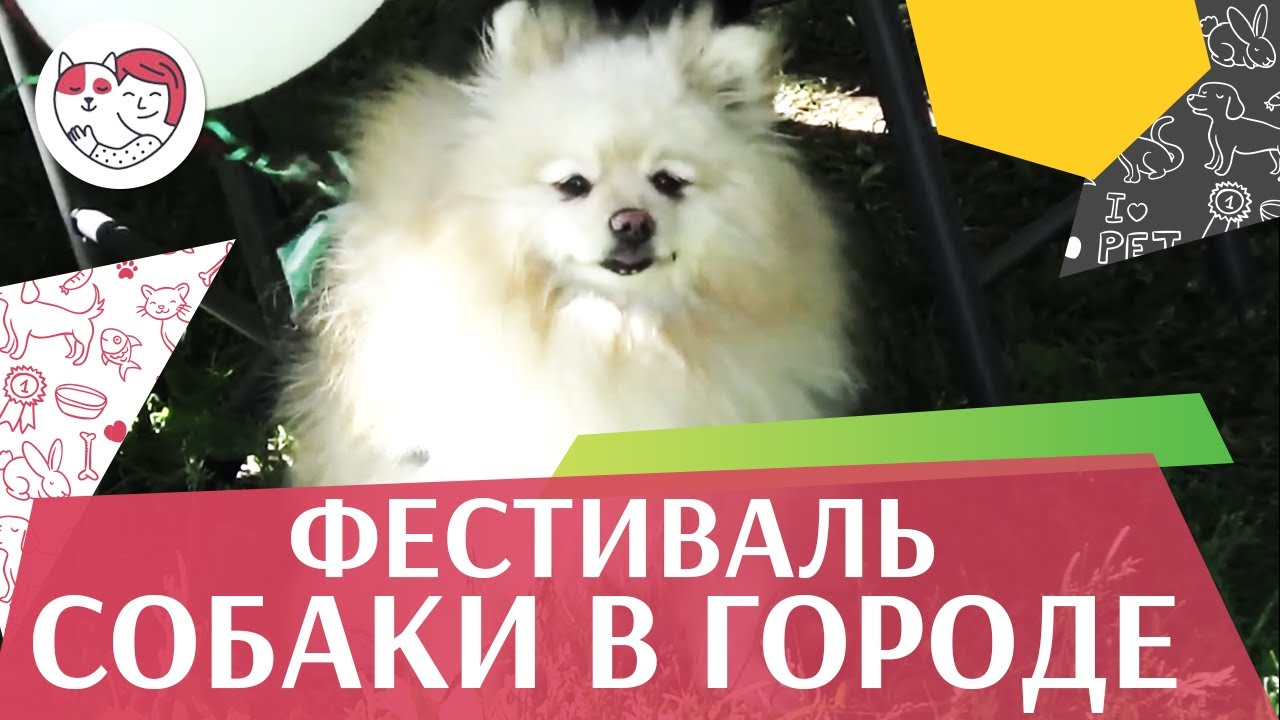 Фестиваль «Собаки в городе» на ilikepet