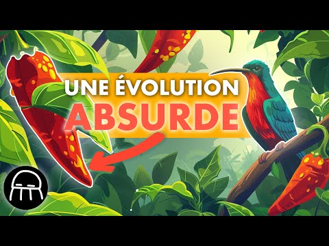 L'histoire évolutive des piments est absurde et nous sommes des primates étranges