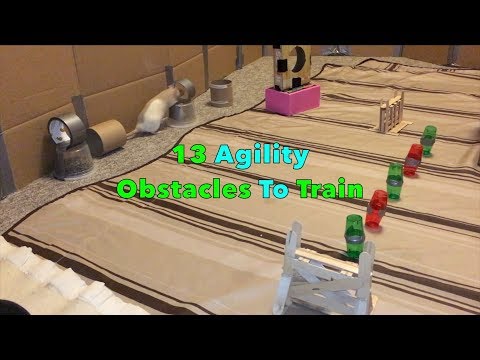 13 Agility Obstacles To Train Your Rat(s) - Mini Tutorials