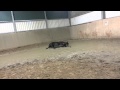 Pferd Färben Wie Aus Einem Rappen Ein Falbe Wird