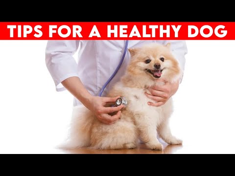 Happy and Healthy Dogs I 10 Tips Every Pet Owner Needs to Know
