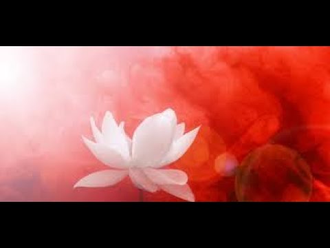 Sa do të jetë numri i grave në Xhenet? - Dr. Imam Ahmed Kalaja