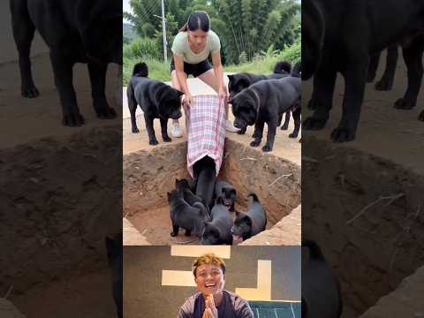 #music #automobile #honeybeedance #honeybeesting #dance #funny #ofw #life #duet #reaction #respect