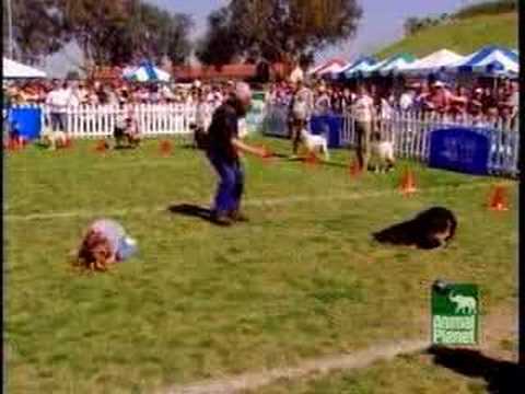 nuts for mutts(clip2)