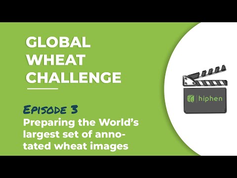 Trigo Global, Episódio 3: Preparando o maior conjunto de imagens anotadas de trigo do mundo