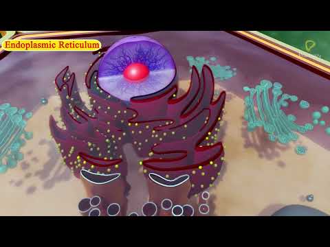 Practically's Concepts - Cell Organelles Endoplasmic Reticulum - #LearnPractically