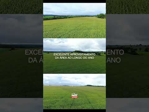 FAZENDA À VENDA EM SANTA CRUZ DE GOIÁS - 16 ALQUEIRES DE ALTA PRODUTIVIDADE #fazendaavenda #agro
