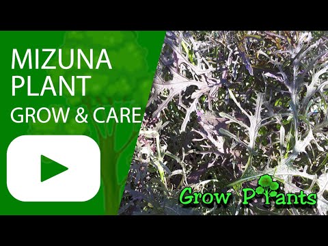, title : 'Mizuna plant - grow, care, sow & harvest (Japanese mustard)'