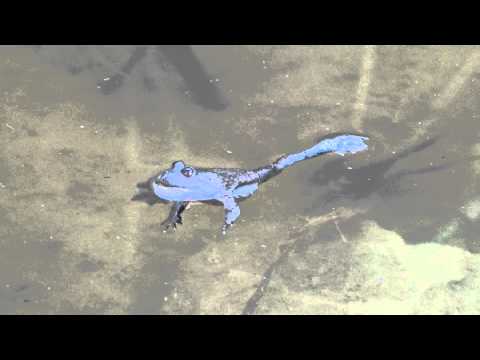 Gelbbauchunke rufend (Bombina variegata)