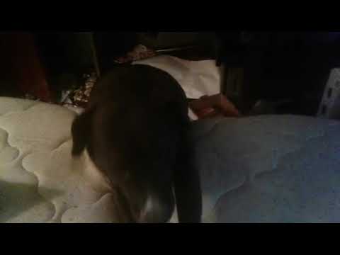 He's too chunky to climb up