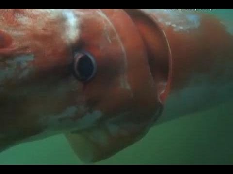 Giant Deep Sea Squid Swims in Japan Bay